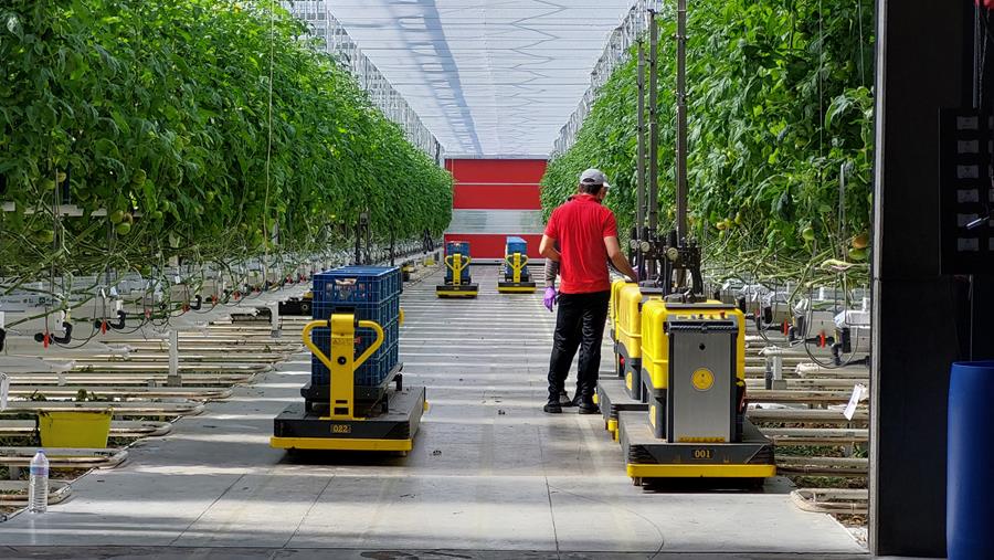 Flexibel printen en pallet etiketteren voor vleestomaten bij Van Bulck
