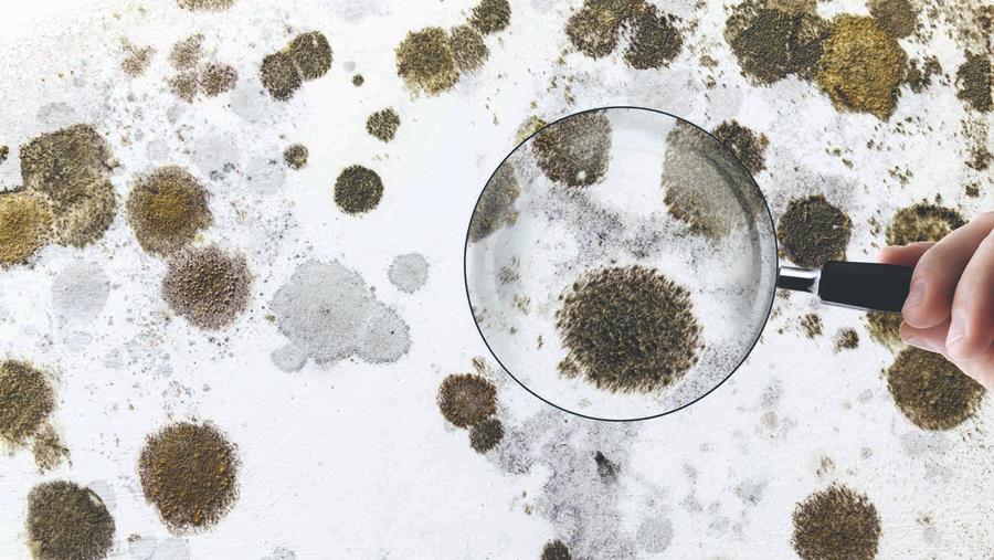 Samenvatting: Preventie en behandeling van schimmel met Erfurt