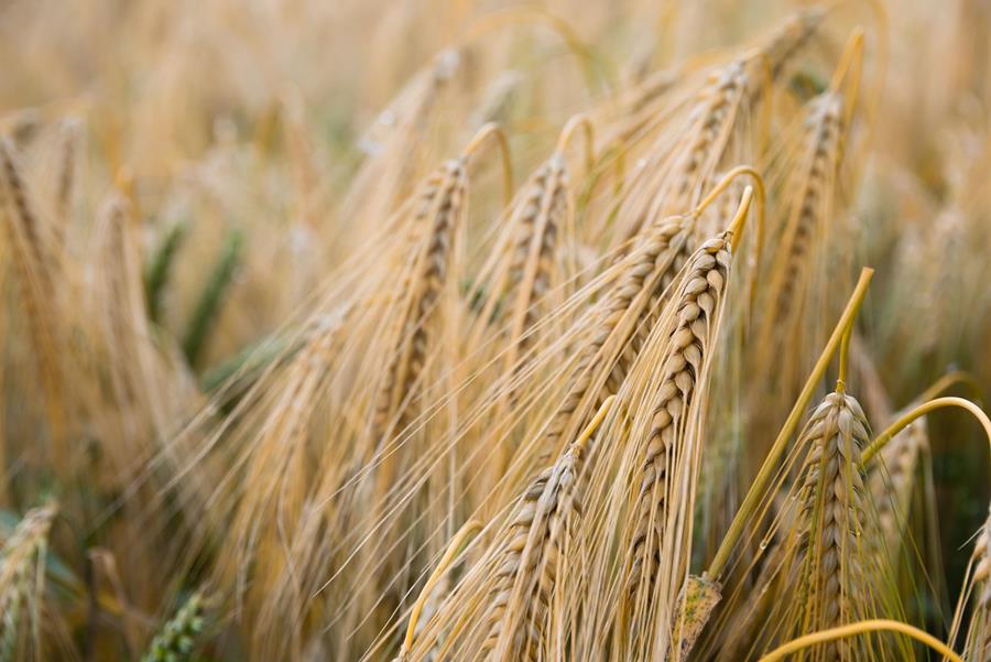 LES POSSIBILITES D'APPLICATION DES CEREALES ALTERNATIVES