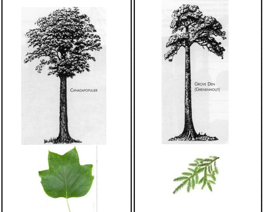 fiche naaldhout loofhout